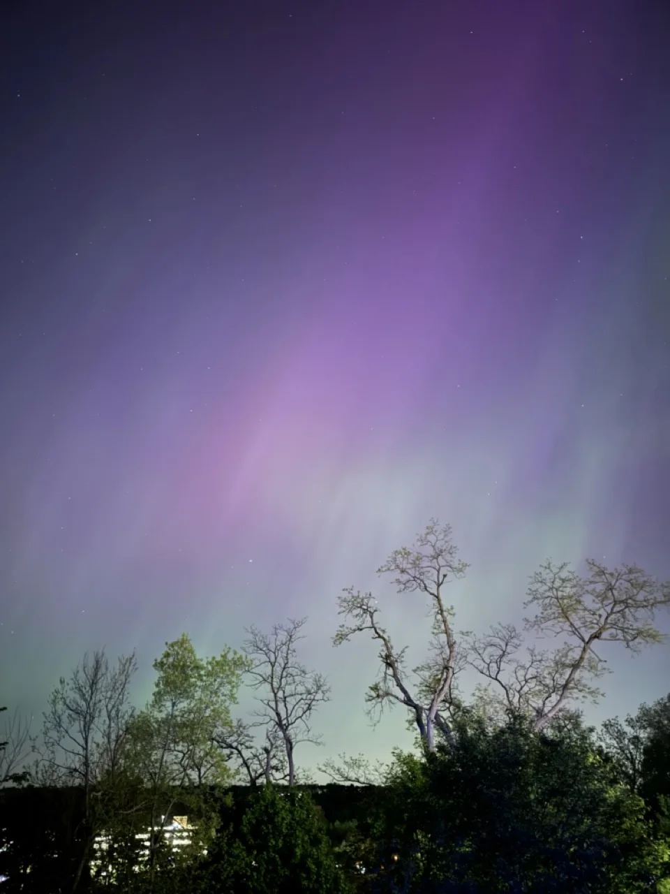 Purple and green aurora above silhouetted trees