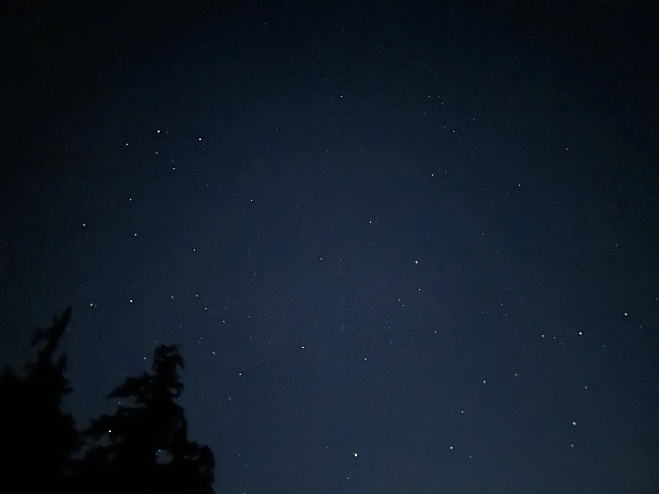 Stars above the silhouettes of evergreen trees