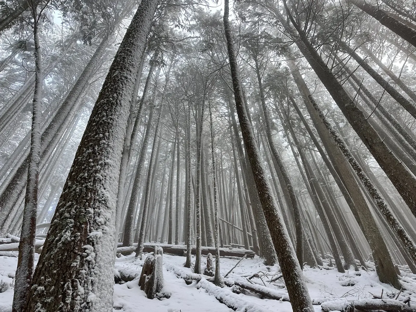 Tall trees covered in snow along a winter mountain approach